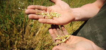 Mains agriculteur