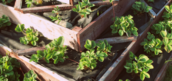 Des plants poussant dans des bacs