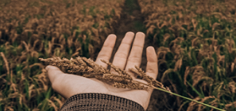 Main tenant une pousse de blé dans un champ