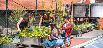 Un potager en zone urbaine