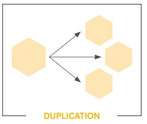 Schéma de la stratégie de duplication