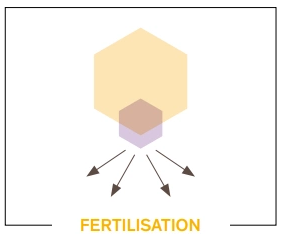 Schéma de la stratégie de la fertilisation