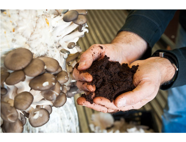 Du marc de café pour faire pousser des champignons - Upcycle